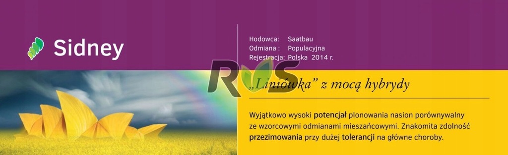 Rzepak ozimy Sidney 2,1mln Saatbau - nasiona rzepa
