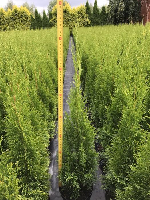 Thuja tuja zachodnia „Smaragd” 60cm **Producent
