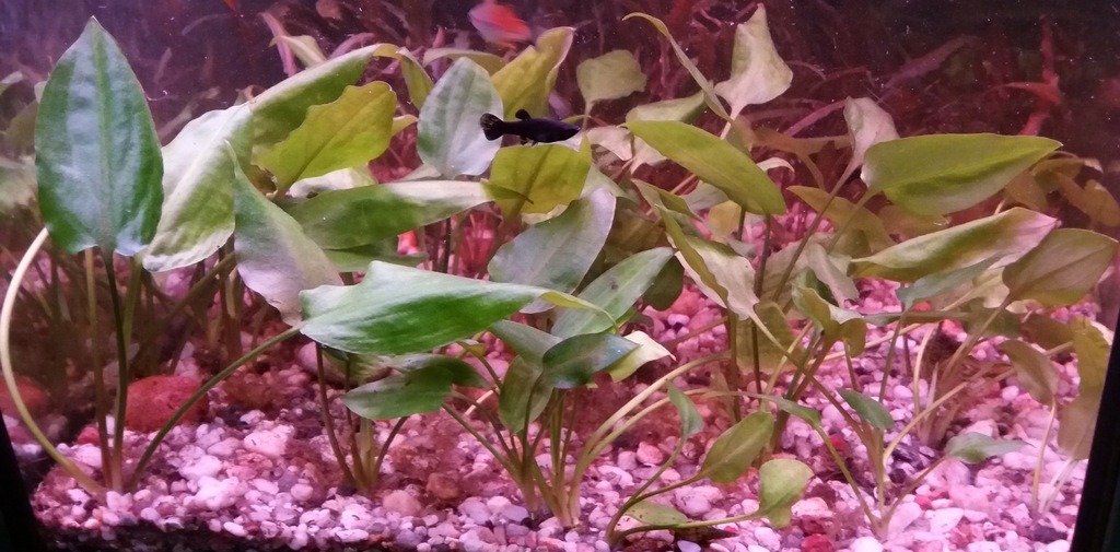 ZWARTKA SERCOLISTNA CRYPTOCORYNE PONTEDERIIFOLIA