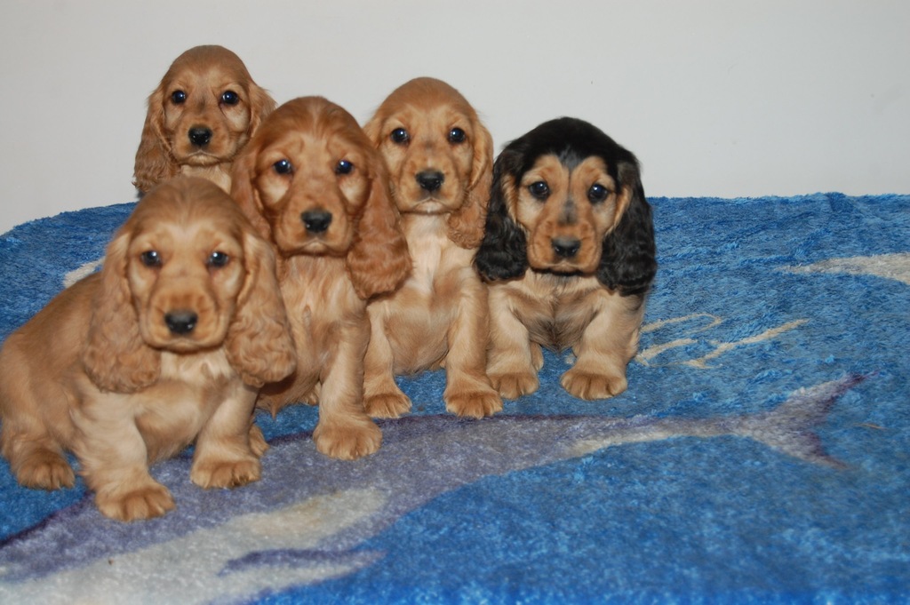 cocker spaniel angielski pięknę szczenięta