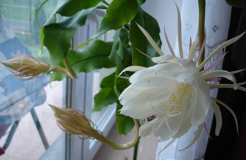 EPIPHYLLUM KWIAT JEDNEJ NOCY SCHLUMBERGERA
