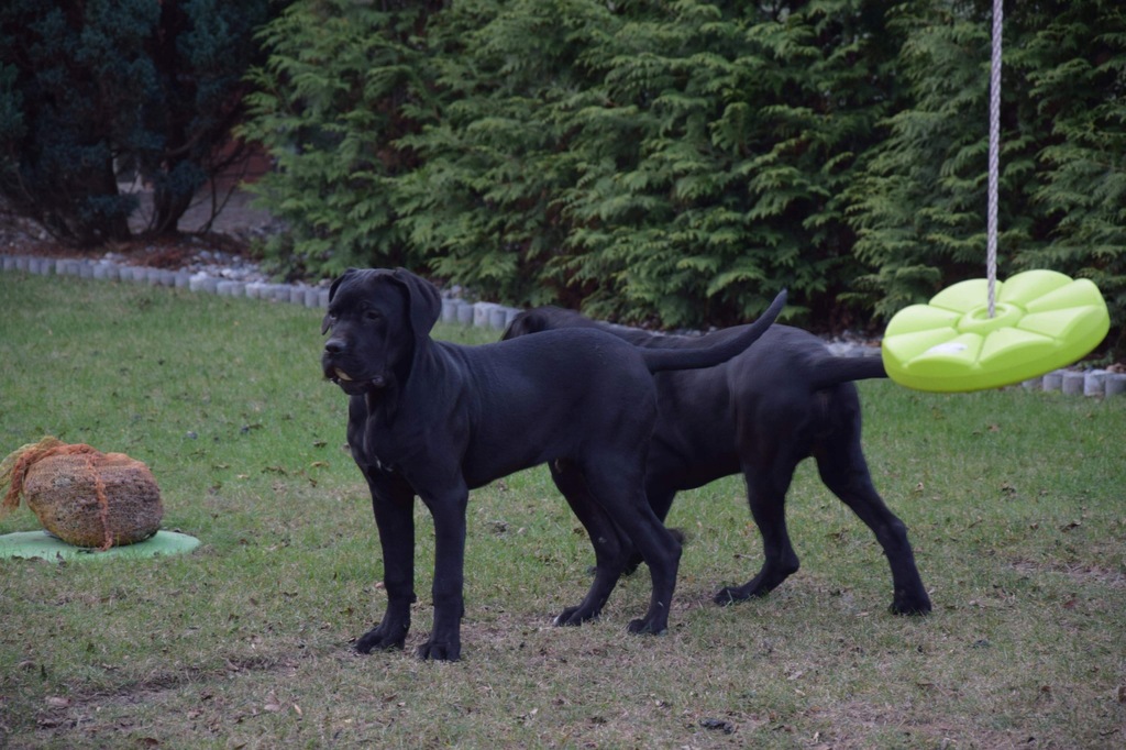 Cane Corso