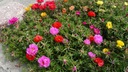Begonia hľuznatá veľkokvetá zmes 0.01g Štýl japonská záhrada moderná záhrada stredomorská záhrada vidiecka záhrada