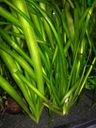 Valisneria gigantea akwa_fan