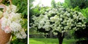 Гортензия ФАНТОМ Красивое белоснежное дерево