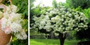 Hortenzia PHANTOM Krásny snehobiely stromček Latinský názov hydrangea paniculata