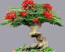 1000 semien NA BONSAI OHŇOVÝ STROM - DELONIX REGIA NA BONSAI 3 SEMENÁ Stav balenia originálne