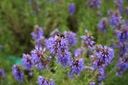 ZÁHRADNÝ YZOP (HYSSOPUSS OFFICINALIS) 200 SEMIEN Stav balenia originálne