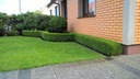 Многосвайные бордюры BOXwood вечнозеленые HEDGE