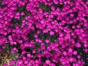 KARAFIÁT SINY - RUŽOVÝ MRAZUVZDORNÝ - 0,1 GR SEMIEN Štýl japonská záhrada moderná záhrada skalka stredomorská záhrada vidiecka záhrada
