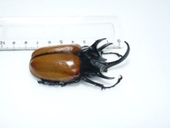 Жук Eupatorus gracilicornis-пара !!