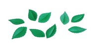 Vaflové listy zelené listy 30 ks dekorácia