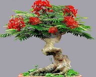 NA BONSAI OHŇOVÝ STROM - DELONIX REGIA NA BONSAI 3 SEMENÁ