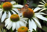 1000 semien RUDBEKIA ECHINACEA ALBA - 50 SEMIEN