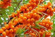 1000 semien RAKYTNÍK OBYČAJNÁ HIPPOPHAE RHAMNOIDES 50 SEMIEN