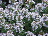 TYMIÁN PRAVÝ (THYMUS VULGARIS) - 300 SEMIEN