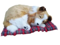 PIES ŚPIĄCY NA PODUSZCE PIESEK ŚREDNI COLLIE