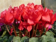 CYKLAMEN CZERWONY - NASIONA