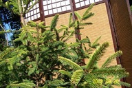 Świerk szczepiony żółty KMX zimą zmienno barwny inny