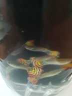 Gupiki (czerwone, żółte, niebieskie, pawie oczka)