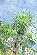 Sosna szczepiona limba do ogrodu lub na taras inna