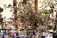 Kalina koralowa duży okaz szczepiona maxi inna