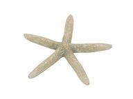 STAR STARS SEA SHELL NAT. 11-15 cm