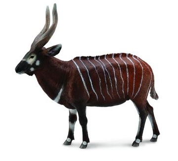 ANTYLOPA BONGO, COLLECTA