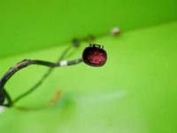 фото thumb №3, Електропроводка джгут двері ліва smart 450 fortwo i