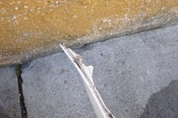 фото thumb №13, Toyota corolla e16 sedan 13- бампер задний