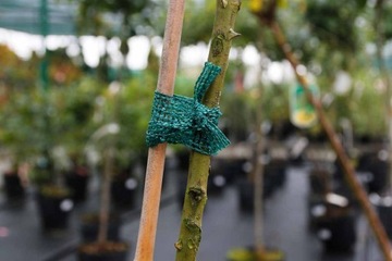 Siatka Mocna 2,4cm x 50m Taśma do Podwiązywania Wiązania Mocowania Drzew