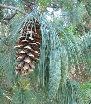 Сосна гималайская Pinus walichiana p9 деревья