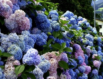 Садовая HORTENSIA BODENSEE COLORS OF SKY Саженцы