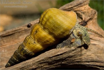 Brotia Herculea Крупная улитка-сверлильщик