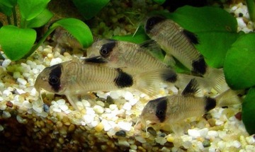 Рыба Кираса Панды Кираса Corydoras panda