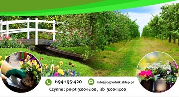 Азалия крупноцветковая Белая №1266