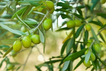 COMPO ZIEMIA PODŁOŻE DO OLIWEK OLEANDRÓW HIBISKUSA FIG LICZI HIBISKUSÓW