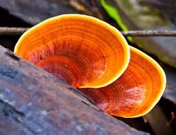 Reishi Mushroom 350 mg (ODPORNOŚĆ) 100 tabletek