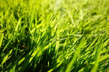 Wembley Grass Seeds 1 кг 40 м2 GRAMINEX прочная спортивная трава