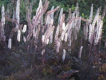 Cimicifuga 'Atropurpurea' - Pluskwica (Świecznica)