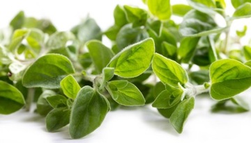 ТРАВА МАЙОРАНА (ORIGANUM MAJORANA) 0,5 ГР СЕМЯН