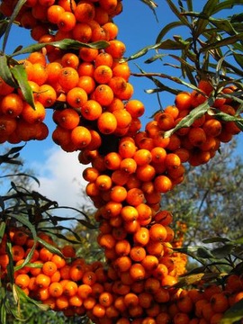 НА БОНСАЙ МОРСКАЯ СУКА HIPPOPHAE RAMNOIDES 50 СЕМЕН