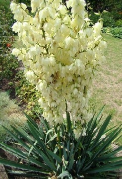 ЮККА КАРОЛИНА (YUCCA FILAMENTOSA) - 20 СЕМЯН