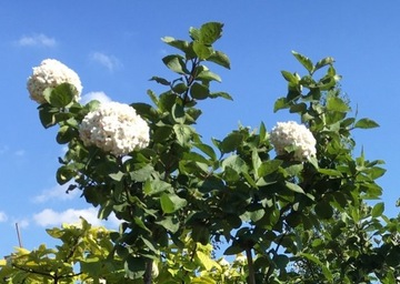 Kalina english 180cm grafted on trunk smell, фото