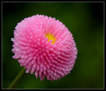 POMPON DAISY КРАСИВАЯ СПАЛЬНЯ И ТЕРРАСА СЕМЕНА