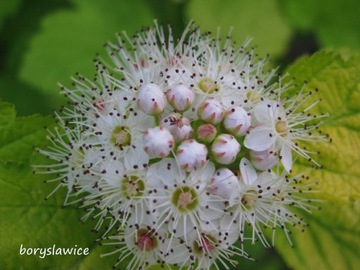 Callifolia LUTEUS - Р11, 50-70 см.