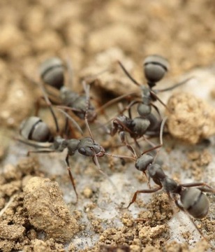 Инсектицидная жидкость против фараоновых муравьев спрей AROX 0,5л.