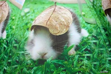 Детские зонтики автоматические кролики кролика