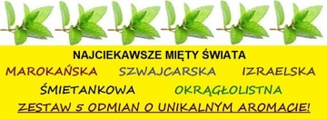 ZESTAW 5 WYJĄTKOWYCH MIĘT DO HERBAT I NAPARÓW XXL