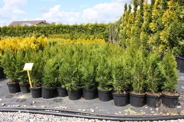 Tuja SZMARAGD thuja SMARAGD 50cm W DONICZCE